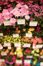 Publix flowers prices boast some of the most affordable prices on their floral arrangements and individual flower stems. Facebook