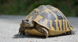 You can tell from the indented area on the plastron modified version of photo by eastern box turtle males also have another feature that makes mating easier. How To Tell If A Turtle Is Male Or Female
