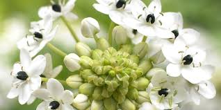 Image result for Ornithogalum seineri
