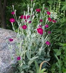 Maybe you would like to learn more about one of these? Succulent With Tall Stemmed Purple Flowers In The Spring Cottage Garden Plants Plants Blooming Plants