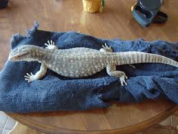 Reptile pet shop near me. The 6 Best Pet Monitor Lizard Species Pethelpful
