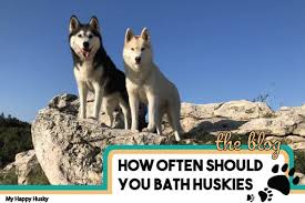 How Often Should You Bathe A Husky Husky Bathing Tips My Happy Husky