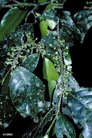 Image result for Rinorea laurentii