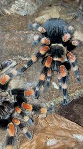 Image result for Brachythrix