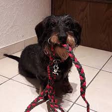 Die Susse Mimi 167 283 Als Gewinnerin Vom Adventskalender Tag 24 Wurden Die Farben Rot Und Olivgrun Gewahlt Passt Einfach Super Halsb Paracord Pets Your Pet