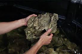 We did not find results for: How To Start A Reef Tank With Live Rock Reefbum