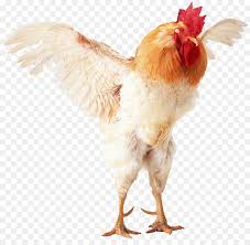  Pin Di Sabung Ayam Png