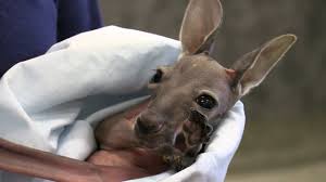 Kangaroos are large marsupials that are found only in australia. Kangaroo Wallaby Zooborns