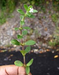 Image result for Spermacoce princeae