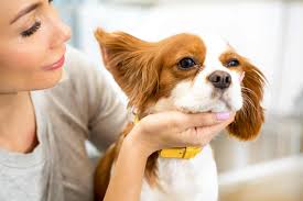 Image result for abscess dog's ear flap