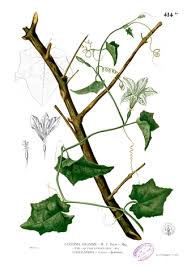 Image result for Coccinia barteri