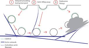 Thus, this process is found in animals only. Evolutionarily Unique Mechanistic Framework Of Clathrin Mediated Endocytosis In Plants Elife