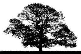 1023x682 Oak Tree Silhouette Oak Tree Silhouette Tree Silhouette Photos Tree Silhouette