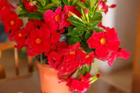Maybe you would like to learn more about one of these? Mandevilla Plant Care How To Grow Prune Mandevilla Flowers