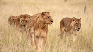 She is a member of the graduate faculty in textile technology management, fiber and polymer sciences, and textile chemistry. Leonas Cazando Beautiful Lion Animals And Pets Animals