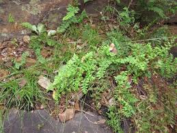 Image result for Cheilanthes viridis