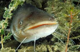 Wels is a city in upper austria, on the traun river near linz. Wels Ist Osterreichs Fisch Des Jahres 2018 Fisch Fang