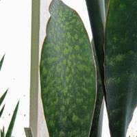 Image result for Sansevieria dawei