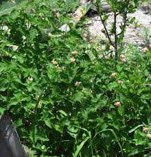 Image result for Lantana rugosa