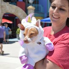 Daytona's Chihuahua de Mayo celebrates tiny canines