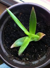 The symptom gradually progresses towards the stem. Pest Etiolation Soil Or Overwatering Other Causes Of Pale Brown Tips In Aloe Vera Gardening Landscaping Stack Exchange