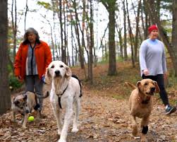 Or out of the way of the right side?). Dog Hip Brace For Dysplasia And Arthritis Ortho Dog Hip Hound