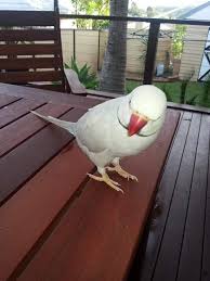 Maybe you would like to learn more about one of these? Bring Storm Home Missing White Pale Grey Indian Ringneck Parakeet Home Facebook