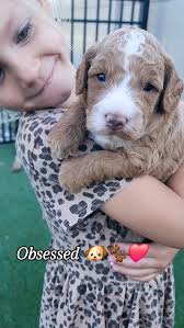 Obsessed with this handsome little guy 🐶💕, Tess & Rev's handsome little  guy 💕, #bernedoodle #obsessed #handsome #puppy #puppyfaces #cutepuppy  #minibernedoodle