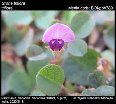 Image result for Grona adscendens