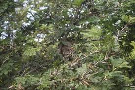 Image result for Acacia cornigera
