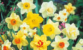 Chill in fridge and inspect every 14 days, towards the end of may you will notice swelling at the base of each bulb. How To Grow Daffodils