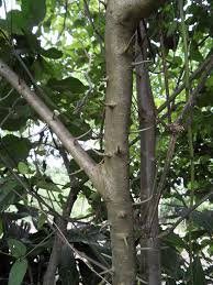 Image result for Bridelia micrantha