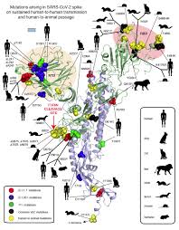 Jun 16, 2021 · other new exposure sites include a woolworths at south melbourne and a bunnings in port melbourne. Mutations Arising In Sars Cov 2 Spike On Sustained Human To Human Transmission And Human To Animal Passage Sars Cov 2 Coronavirus Virological