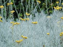 Check spelling or type a new query. Best Silver Foliage Plants To Beautify Your Garden Balcony Garden Web