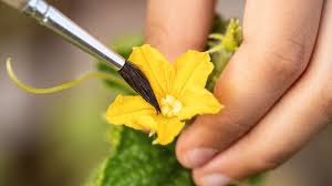 Image result for how to self pollinate cucumbers