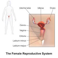 Female Reproductive System Wikipedia