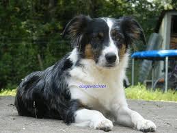 Maybe you would like to learn more about one of these? Emba Australian Shepherd Munsterlander Mischling Mix