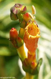 Image result for Sanchezia speciosa