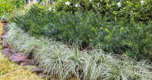 Image result for Carex brassii
