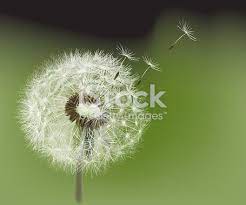 Hand Drawn Illustration Representing A Dandelion Seed Head Blown By Free Vector Art Drawing Illustration Dandelion