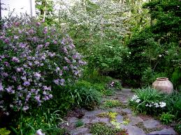 Image result for Syringa meyeri ´Palibin