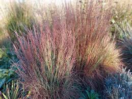 Image result for Andropogon