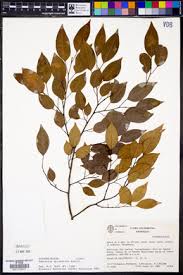 Image result for Maprounea