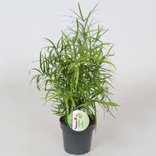 Image result for Asparagus falcatus