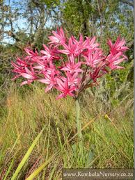 Image result for Brunsvigia