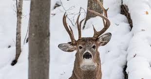 The trio was found just outside the city. Rare Buck With Three Antlers Photographed In Michigan Conchovalleyhomepage Com