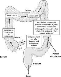 High Protein Diets For Weight Management Interactions With The Intestinal Microbiota And Consequences For Gut Health A Position Paper By The My New Gut Study Group Clinical Nutrition