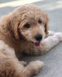 Our australian labradoodles are 3,500. How Much Does A Labradoodle Cost 2021 We Love Doodles
