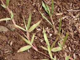 Image result for Paspalum conjugatum