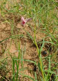 Image result for Sesamum alatum